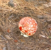 PICTURES/Kendrick Wildlife Trail/t_Mushrooms - Orange With White Spots4.jpg